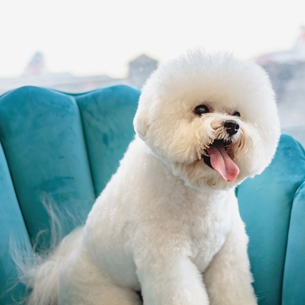 Pet_Grooming